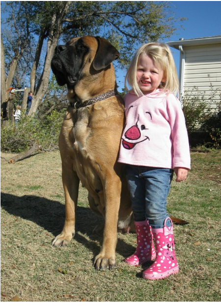 Thunderbolt Mastiffs