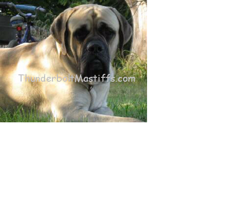 Mastiff breeder Thunderbolt Mastiffs