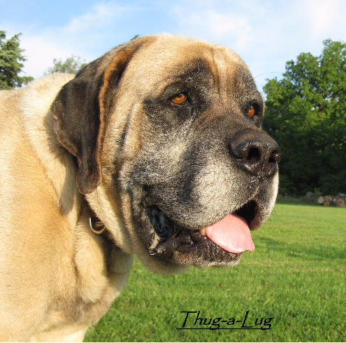 Thunderbolt Mastiffs