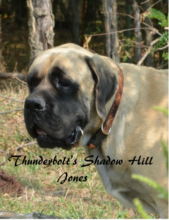 Male English Mastiff Puppies in Kansas at Thunderbolt Mastiffs