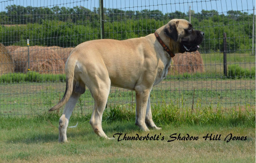 Thunderbolt Mastiffs Jones