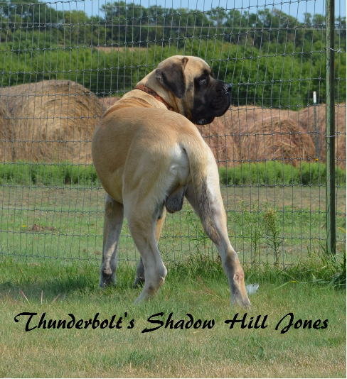 English Mastiff puppies