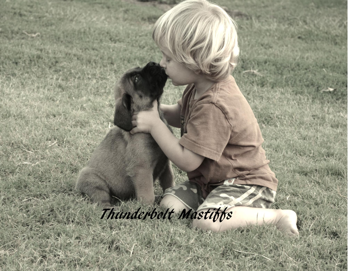 Mastiff Puppies in Kansas at Thunderbolt Mastiffs