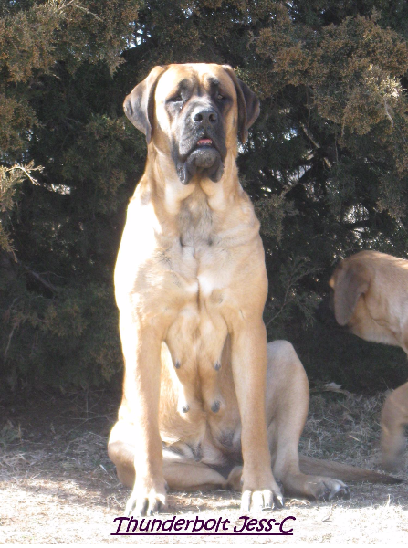 Thunderbolt Mastiffs