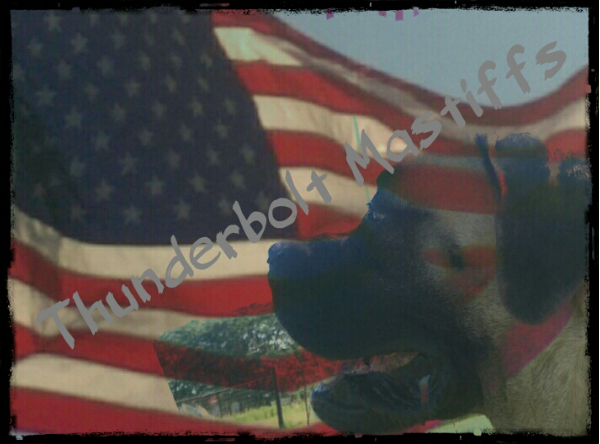 Thunderbolt Mastiffs