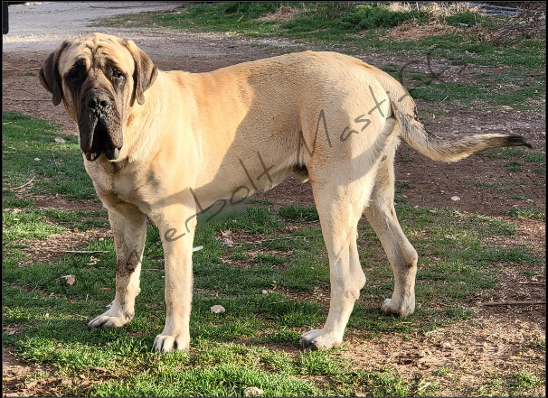 Mastiff Breeder in Kansas at Thunderbolt Mastiffs